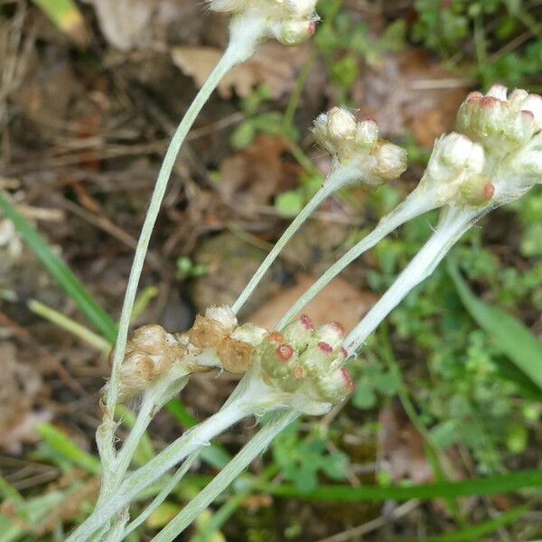 Pseudognaphalium luteoalbum बार्क (छाल)