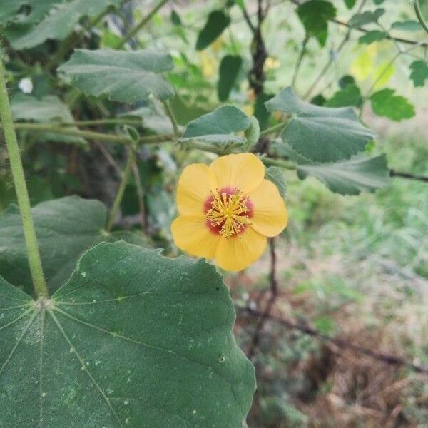 Abutilon indicum 花