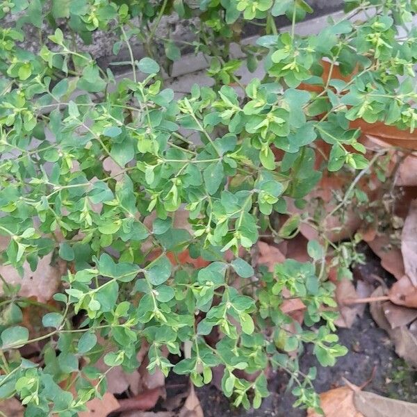 Euphorbia peplus Агульны выгляд