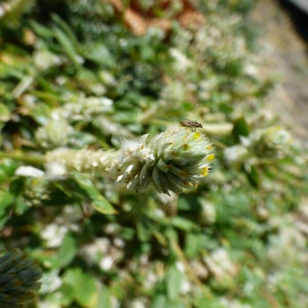 Gomphrena celosioides Цвят