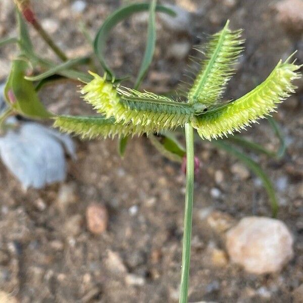 Dactyloctenium aegyptium Кветка