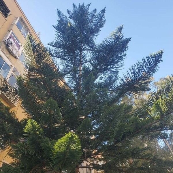 Araucaria heterophylla Frunză