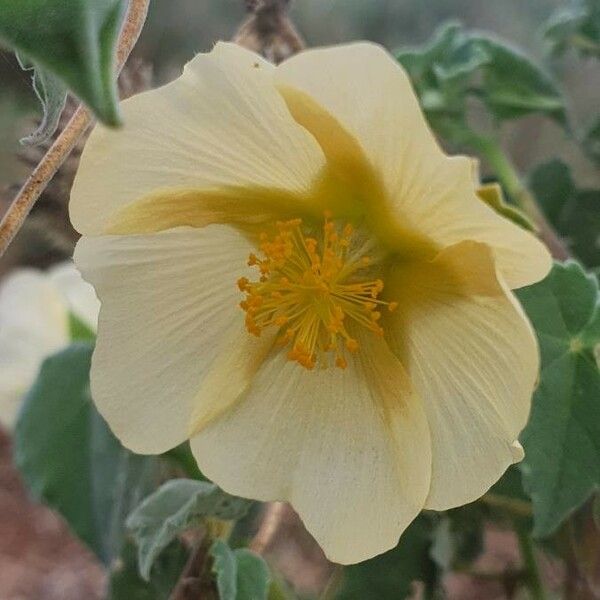 Abutilon grandiflorum Flor