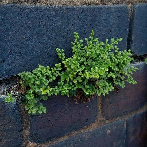 Asplenium ruta-muraria Habit