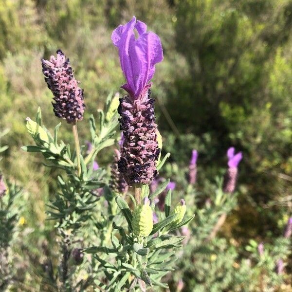 Lavandula stoechas Virág