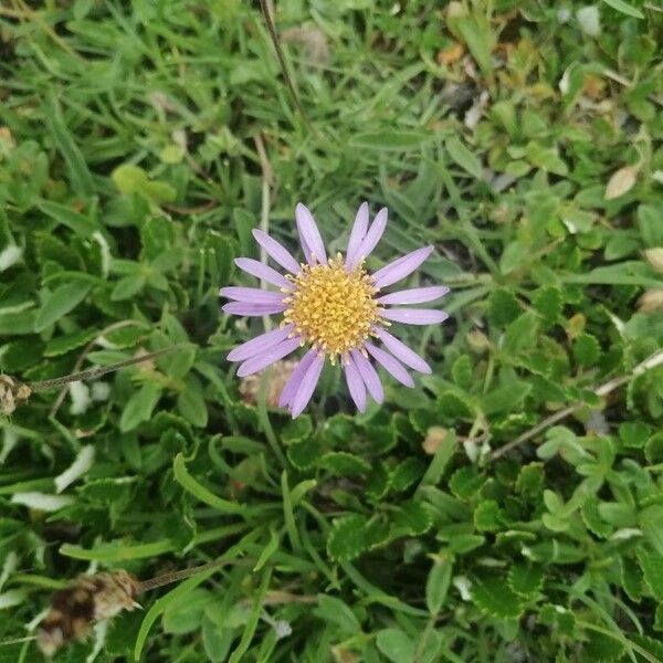 Aster alpinus Kvet