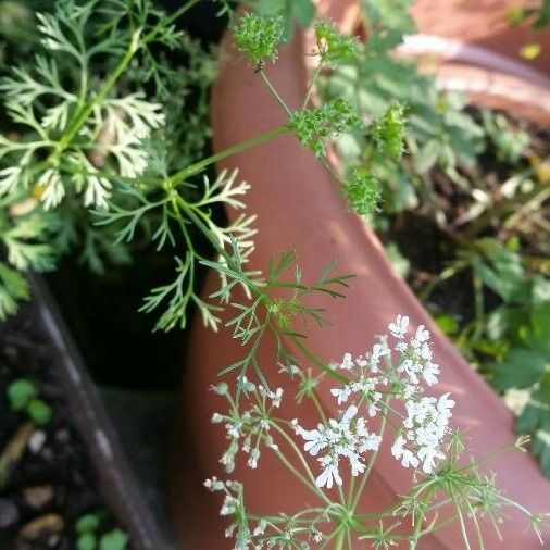 Pimpinella anisum Floare