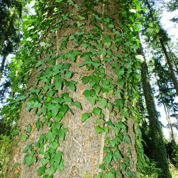 Hedera helix Yeri