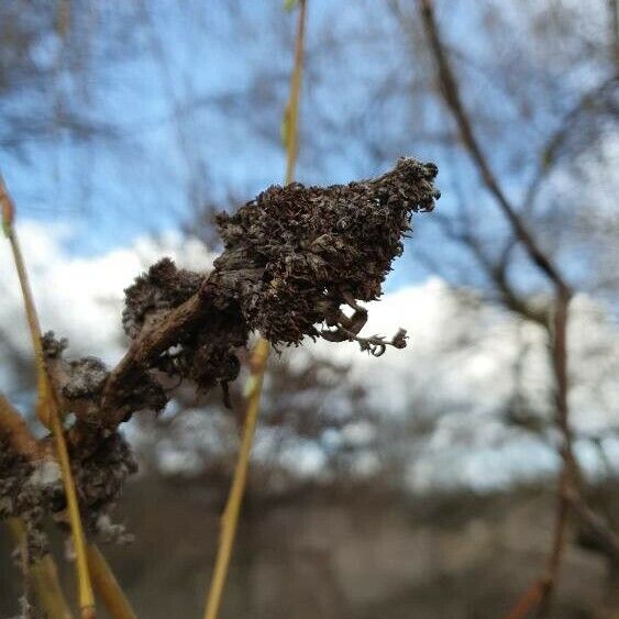 Salix viminalis 果實