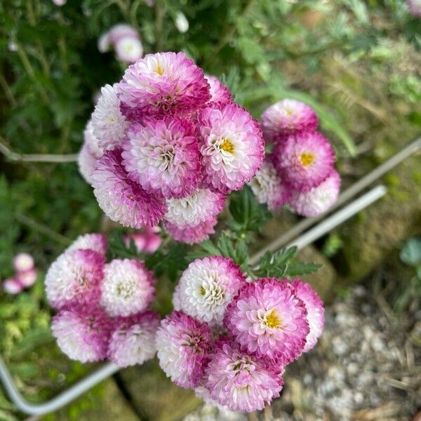 Chrysanthemum × morifolium Blomst