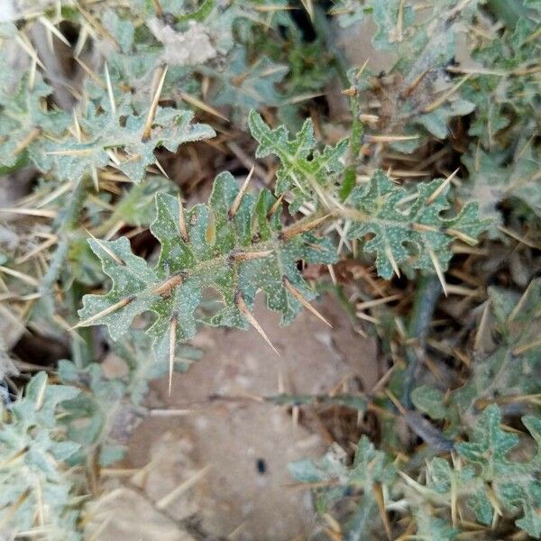 Solanum virginianum Leaf