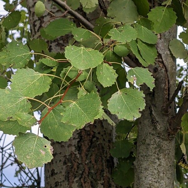 Populus tremula 叶