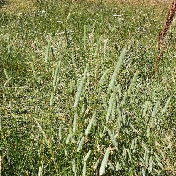 Phleum pratense Blodyn