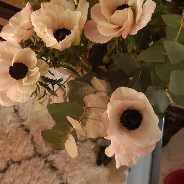 Anemone coronaria Flower