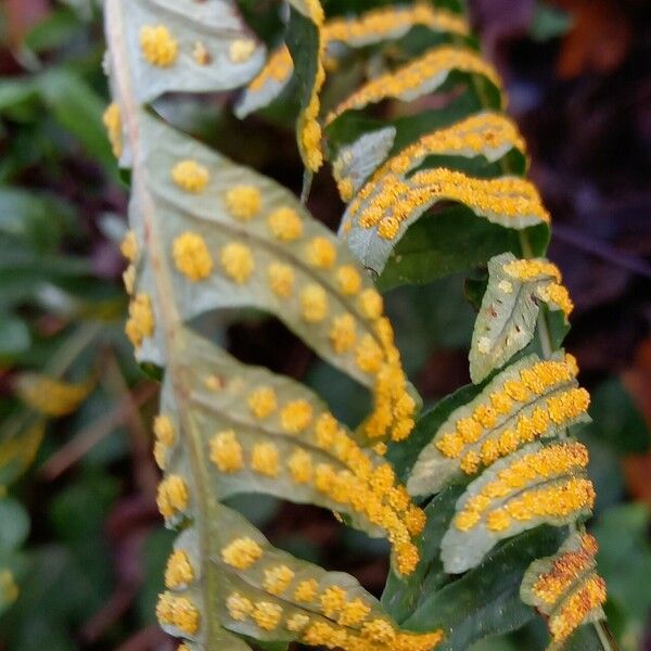 Polypodium vulgare Плод