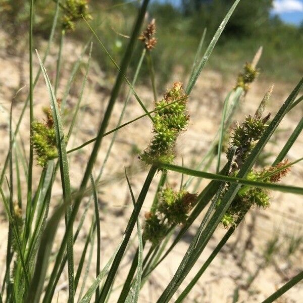 Carex oederi Flower