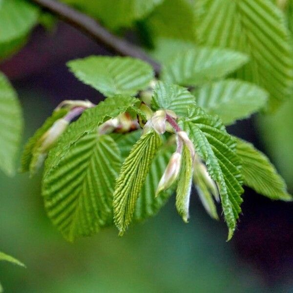 Carpinus betulus Blatt