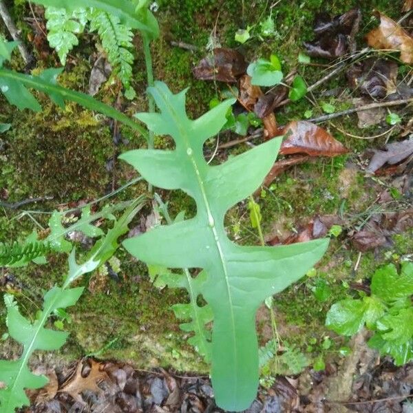 Lactuca canadensis Leaf