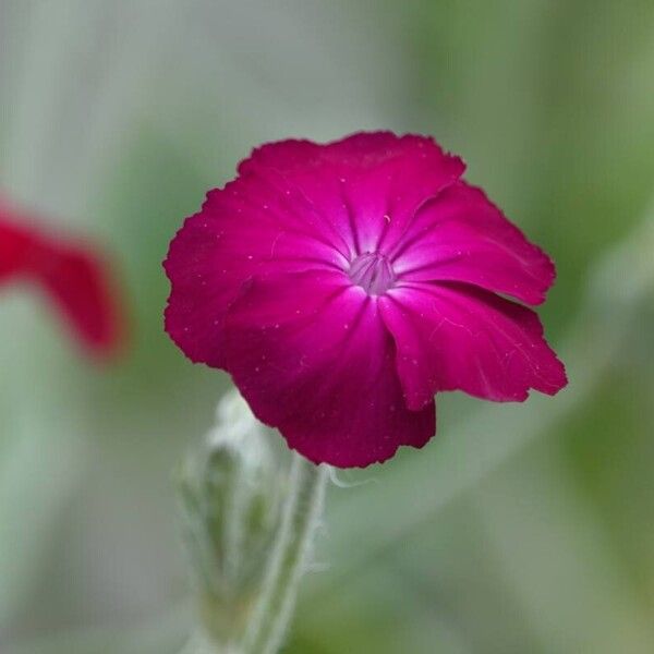 Silene coronaria Kvet