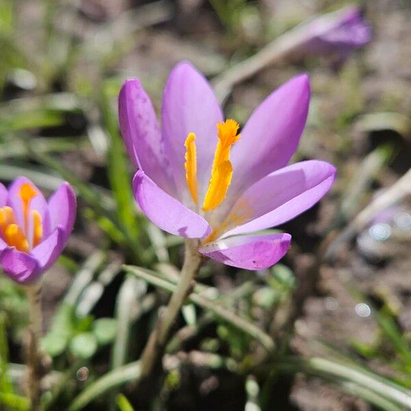 Crocus tommasinianus Virág