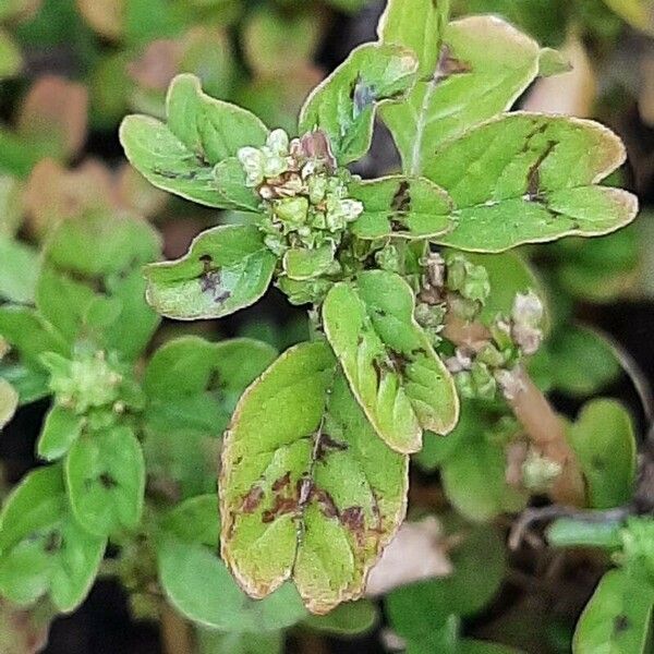 Lipandra polysperma Feuille