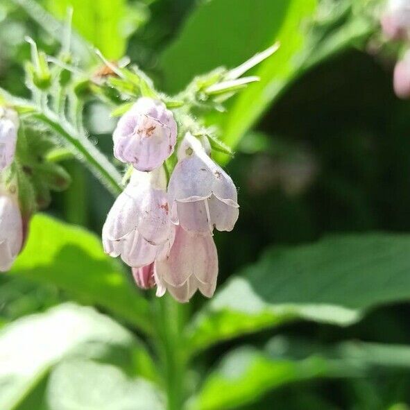 Symphytum officinale Blomma