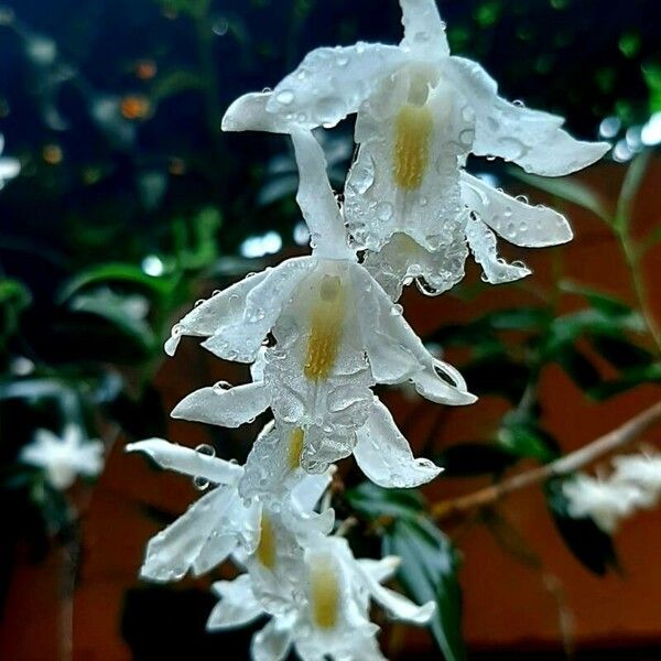 Dendrobium crumenatum ফুল