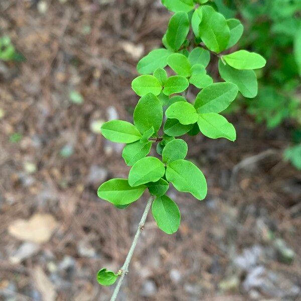 Ligustrum sinense পাতা