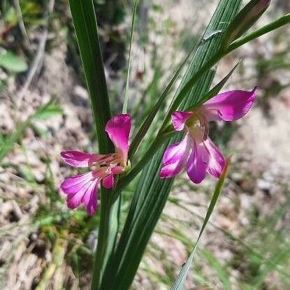 Gladiolus italicus Flower