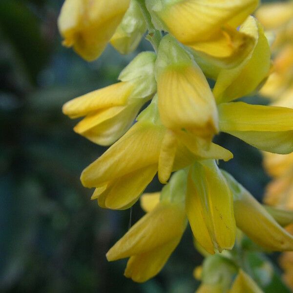 Eriosema psoraleoides Fleur