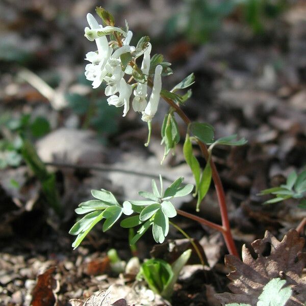 Corydalis solida Характер