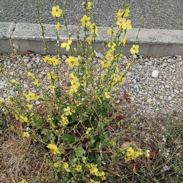 Verbascum sinuatum Hábitos