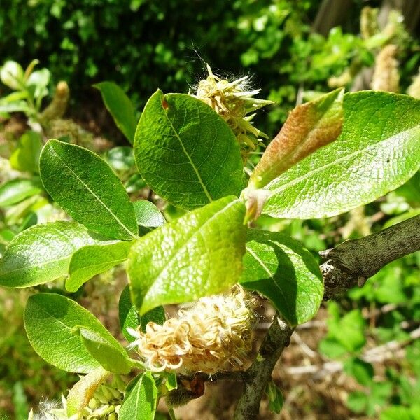 Salix caprea Ostatní