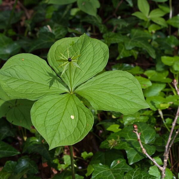 Paris quadrifolia Floro