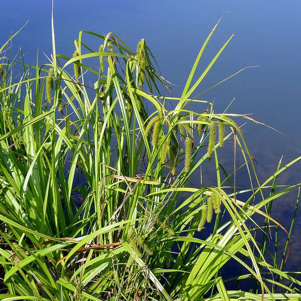 Carex pseudocyperus Habit