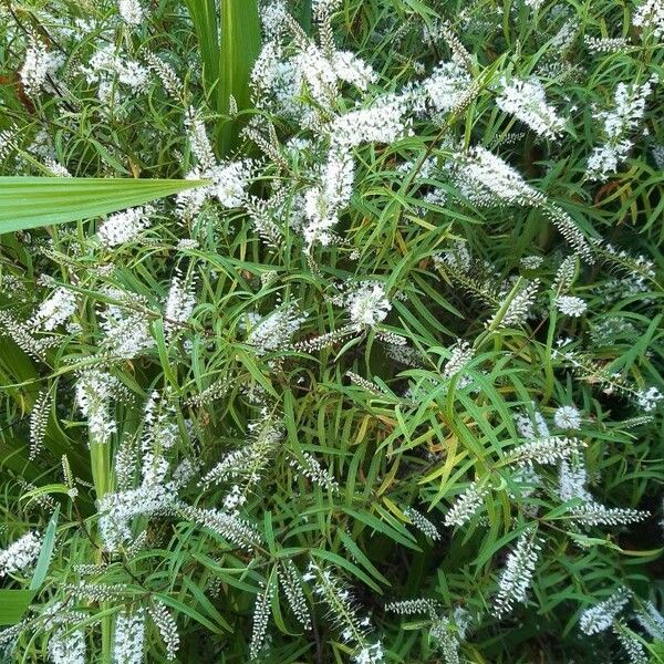 Lysimachia ephemerum Кветка