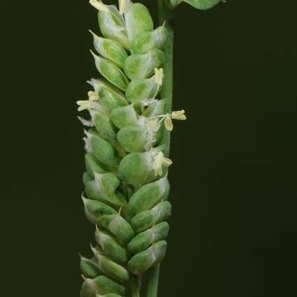 Beckmannia syzigachne Kvet