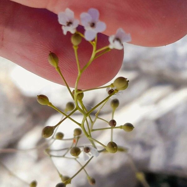 Kernera saxatilis Flors