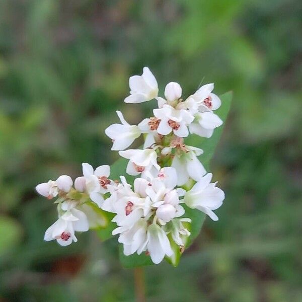 Fagopyrum esculentum Blüte