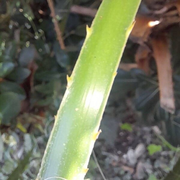 Washingtonia filifera Kita