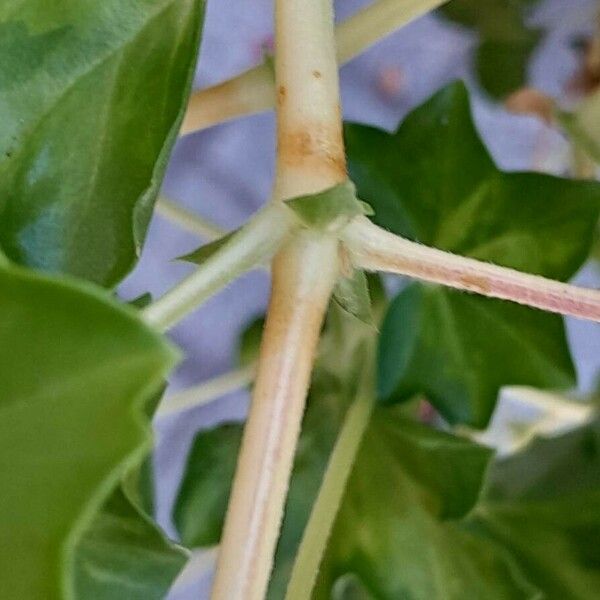 Pelargonium peltatum خشب