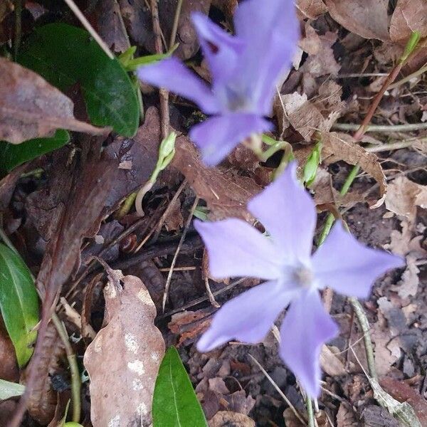 Vinca minor Fiore