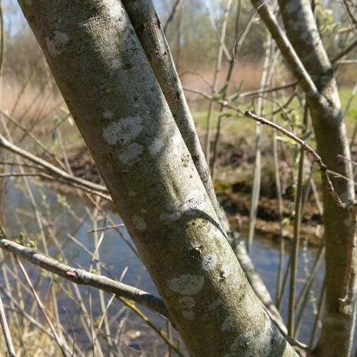 Salix daphnoides چھال