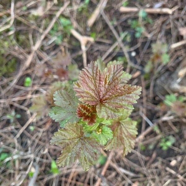 Ribes triste Leaf