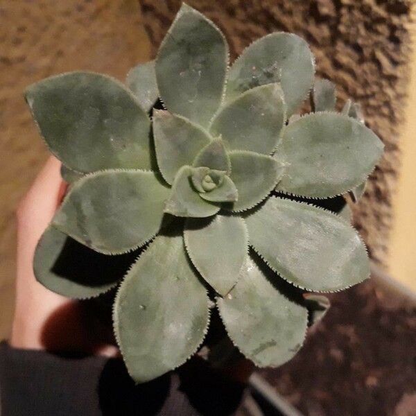 Aeonium haworthii Folha