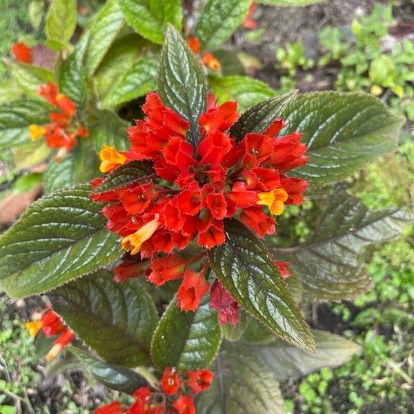 Chrysothemis pulchella Flower