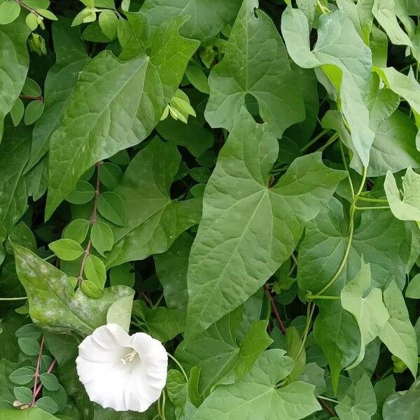 Convolvulus sepium Hábitos