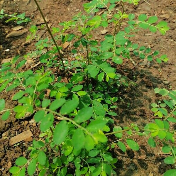 Phyllanthus tenellus Листок