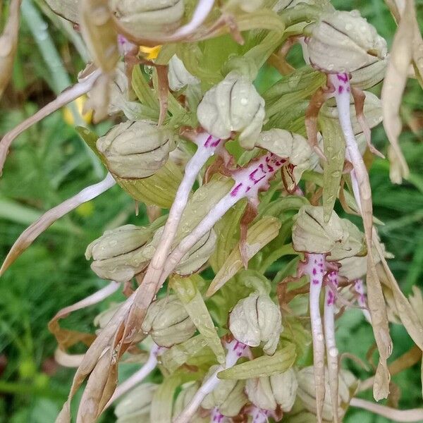 Himantoglossum hircinum Blüte