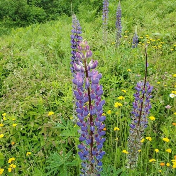 Lupinus polyphyllus Λουλούδι